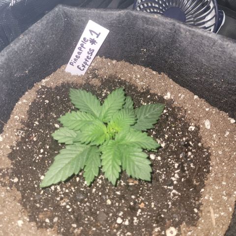 Pineapple Express #1 growlog photo: Plant adapting well after transplanting to 3gal pot