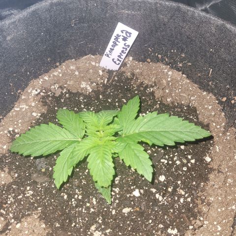 Pineapple Express #2 growlog photo: Plant adapting well after transplanting to 3gal pot