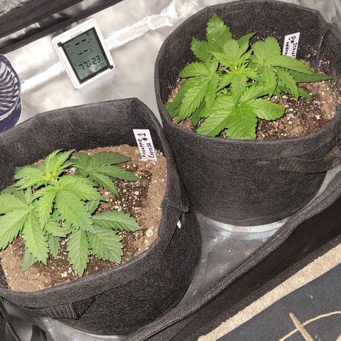 Pineapple Express #1 growlog photo: Growth Progression Check