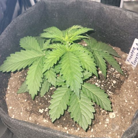 Pineapple Express #1 growlog photo: Growth Progression Check