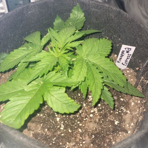 Pineapple Express #2 growlog photo: Growth Progression Check