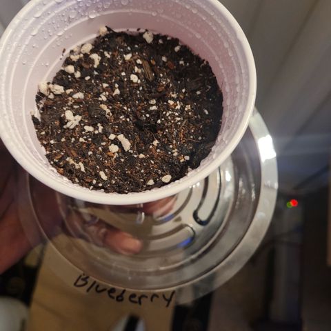Blueberry  growlog photo: Planted Taprooted seed into medium and lighty watered 