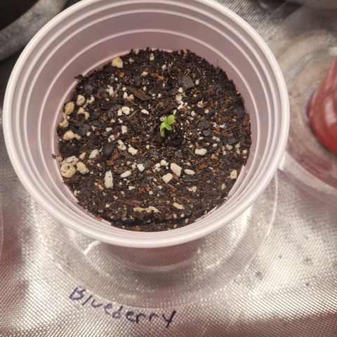 Blueberry  growlog photo: Seedling has pushed through soil