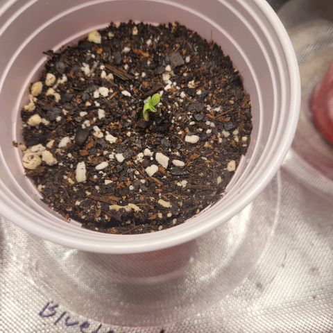 Blueberry  growlog photo: Seedling has pushed through soil