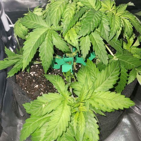 Pineapple Express #1 growlog photo: LST Clips inserted on bottom branches to initiate low stress training