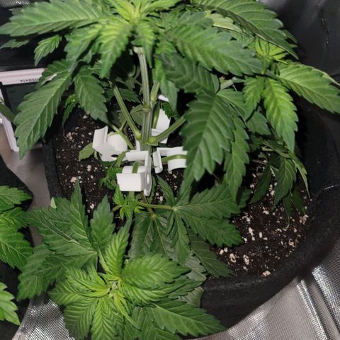 Pineapple Express #1 growlog timeline photo