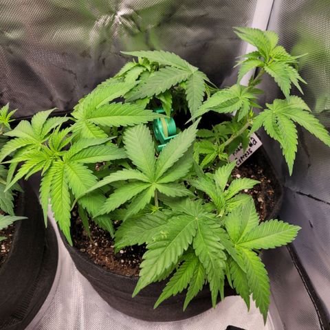 Pineapple Express #2 growlog photo: Growth progress check 