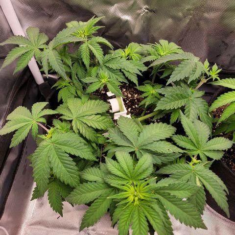 Pineapple Express #1 growlog photo: Growth progress chech