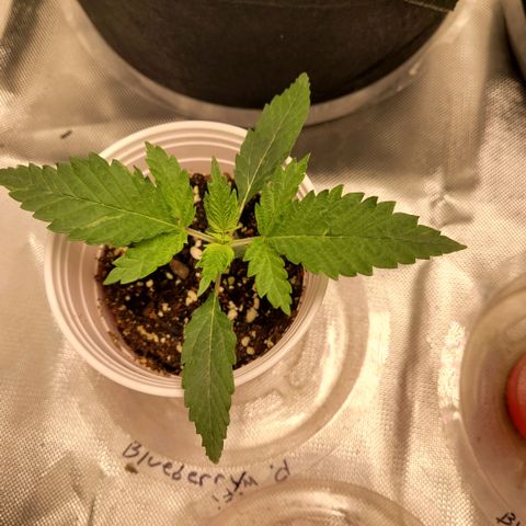 Blueberry  growlog photo: Growth progression check, almost ready to be transplanted