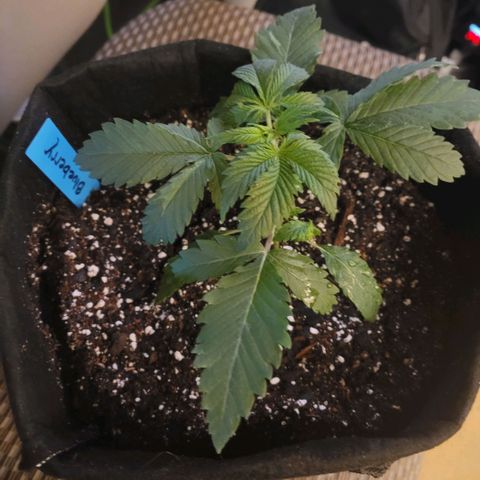 Blueberry  growlog photo: Transplanted into 3gal pot