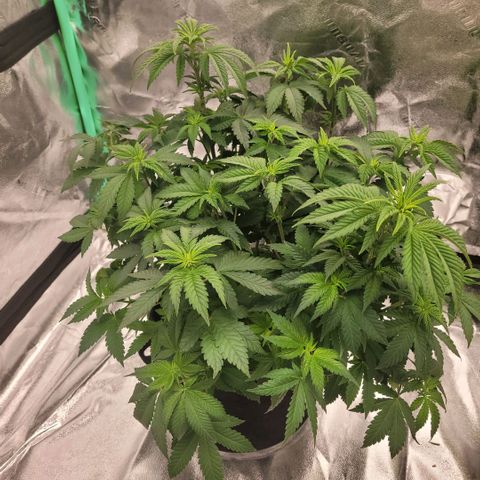 Pineapple Express #1 growlog photo: Trimmed off bigger fan leaves 
