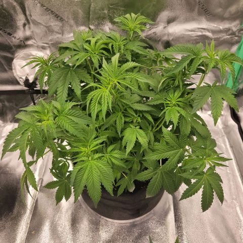 Pineapple Express #2 growlog photo: Trimmed off bigger fan leaves 