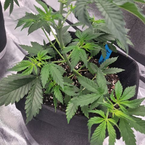 Blueberry  growlog photo: Topped