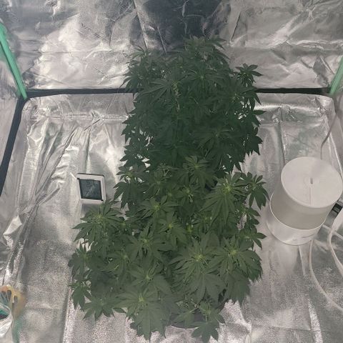 Pineapple Express #1 growlog photo: Moved plants over to FLOWERING tent and switching to 12/12 light cycle