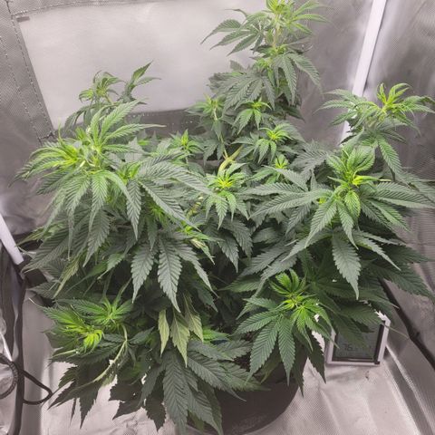 Blueberry  growlog photo: Growth progression check