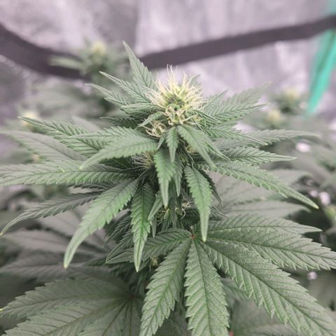Pineapple Express #1 growlog photo: Growth Progression Check