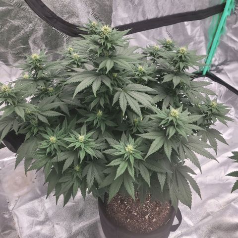 Pineapple Express #1 growlog photo: Growth Progression Check