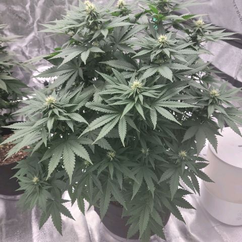 Pineapple Express #2 growlog photo: Growth Progression Check