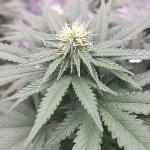 Pineapple Express #2 growlog photo: Growth Progression Check