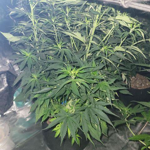 Blueberry  growlog photo: Moved plants over to FLOWER tent and switching to 12/12 light cycle