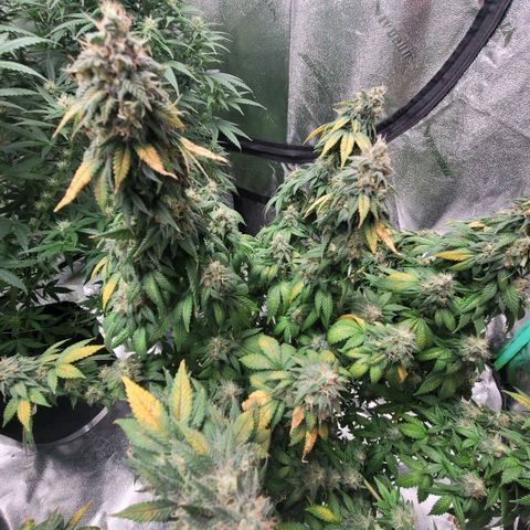 Pineapple Express #1 growlog photo: 1 week before cut day. She looks and smells lovely. 
