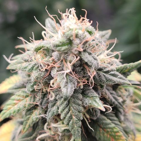 Pineapple Express #1 growlog photo: 1 week before cut day. She looks and smells lovely. 