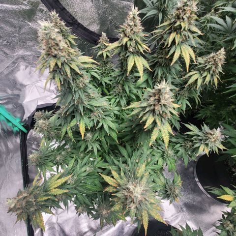 Pineapple Express #2 growlog photo: 1 week before cut day. She looks and smells lovely.