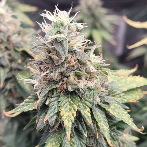 Pineapple Express #2 growlog photo: 1 week before cut day. She looks and smells lovely.