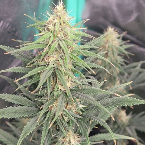 Blueberry  growlog photo: Growing beautifully.Stems are starting to grow some gorgeous buds.
