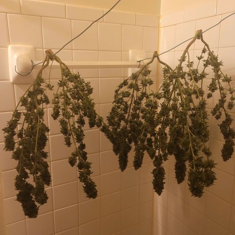 Pineapple Express #1 growlog photo: Chopped and hung to start drying process.