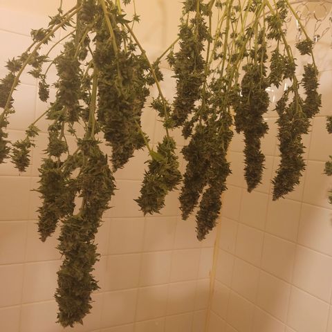 Pineapple Express #2 growlog photo: Chopped and hung to start drying process 