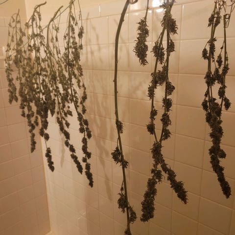 Blueberry  growlog photo: Chopped and hung to begin drying process 