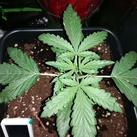 Blue Cheese Automatic growlog timeline photo