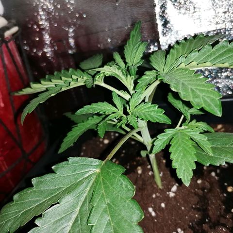 Blue Cheese Automatic growlog timeline photo