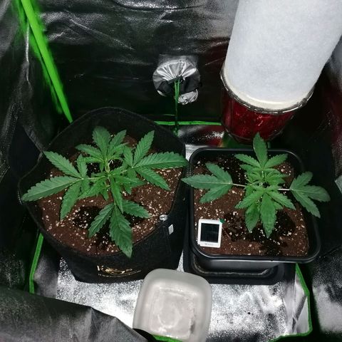 Blue Cheese Automatic growlog timeline photo