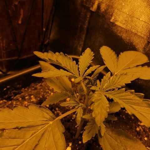 Blue Cheese Automatic growlog timeline photo