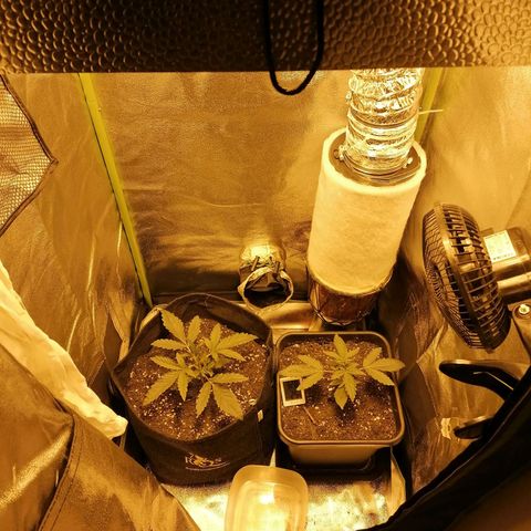 Blue Cheese Automatic growlog timeline photo