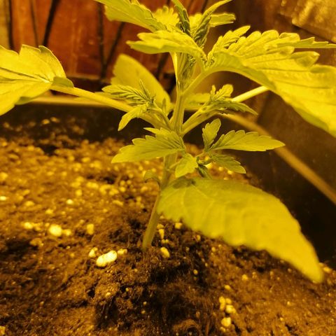 Blue Cheese Automatic growlog timeline photo