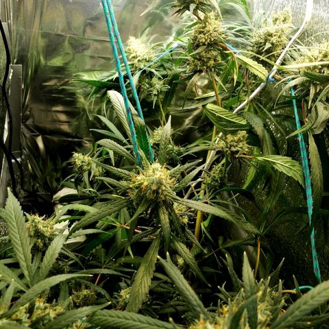 White widow  growlog photo: После полива, добовления грунта и и удаления листьев