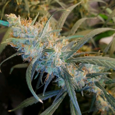White widow  growlog photo: После полива, добовления грунта и и удаления листьев