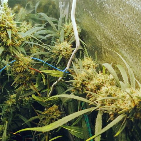 White widow  growlog photo: После полива, добовления грунта и и удаления листьев