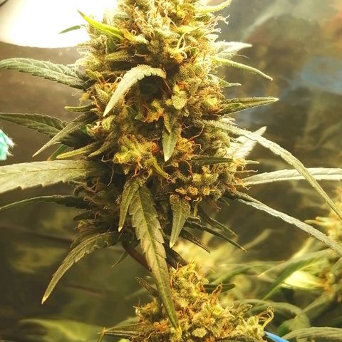 White widow  growlog photo: После полива, добовления грунта и и удаления листьев