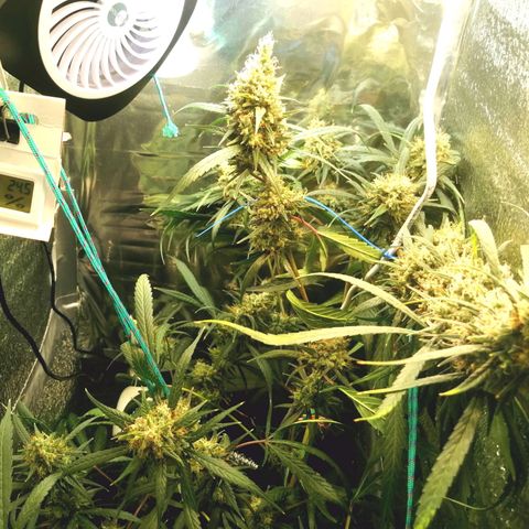 White widow  growlog photo: После полива, добовления грунта и и удаления листьев