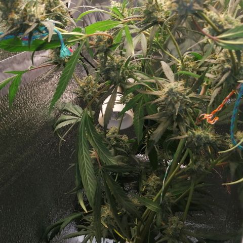 White widow  growlog photo: После полива, добовления грунта и и удаления листьев