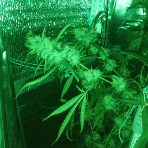 White widow  growlog photo: Ночь