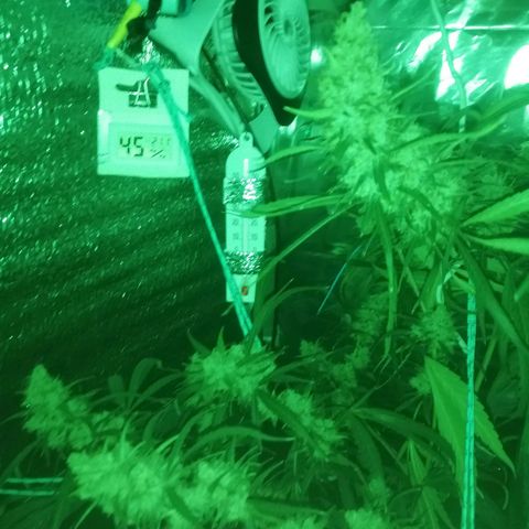 White widow  growlog photo: Ночь
