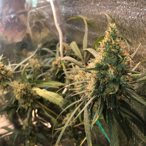 White widow  growlog timeline photo