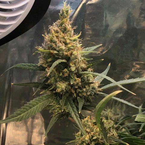 White widow  growlog timeline photo