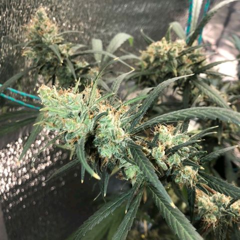 White widow  growlog timeline photo