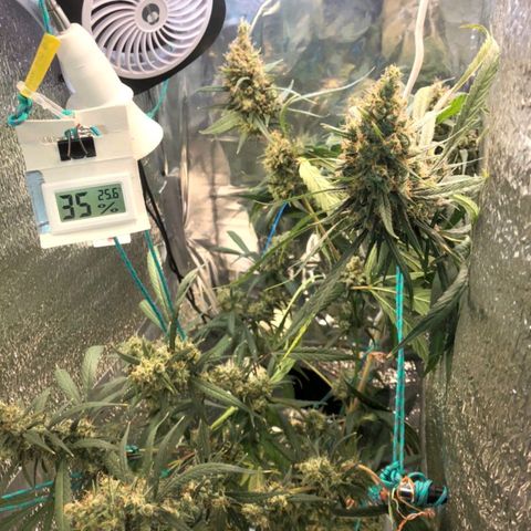 White widow  growlog timeline photo